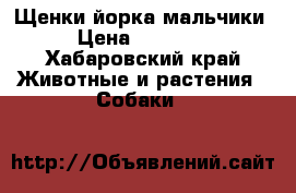 Щенки йорка мальчики › Цена ­ 15 000 - Хабаровский край Животные и растения » Собаки   